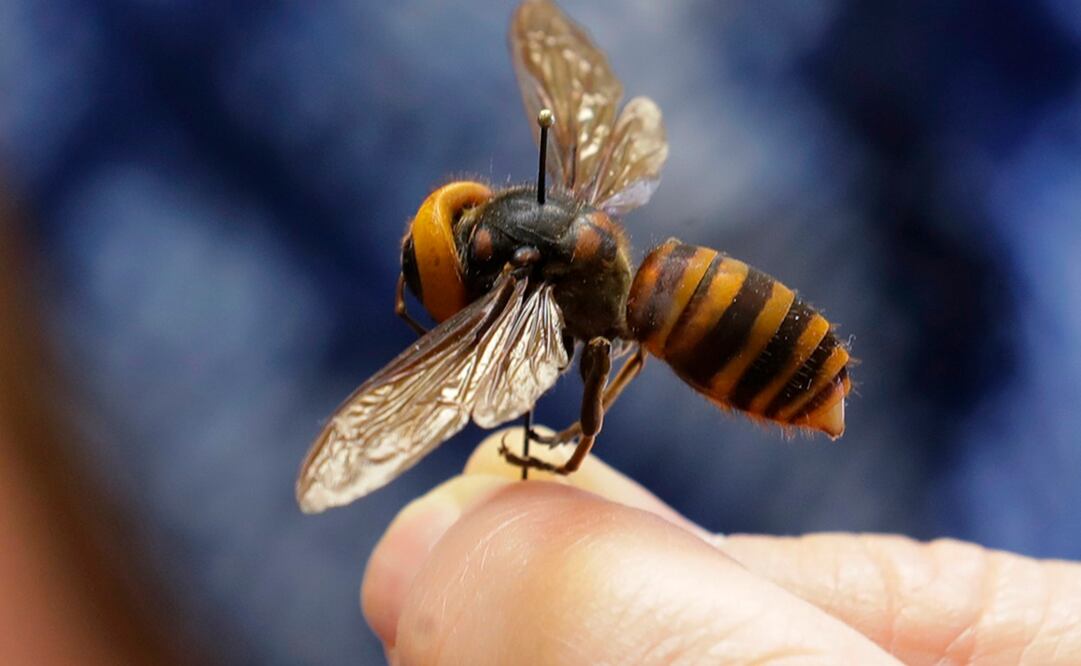 Fueron descubiertos en el estado de Washington, Estados Unidos, en diciembre de 2019. Foto: AFP