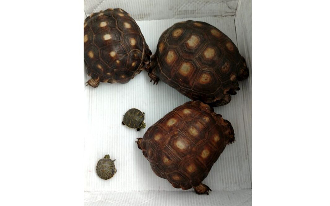 Tortugas. Foto: especial