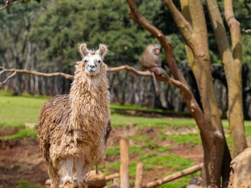 Bioparque Estrella presenta diversas opciones de boletos para la familia. Foto: Facebook Bioparque Estrella