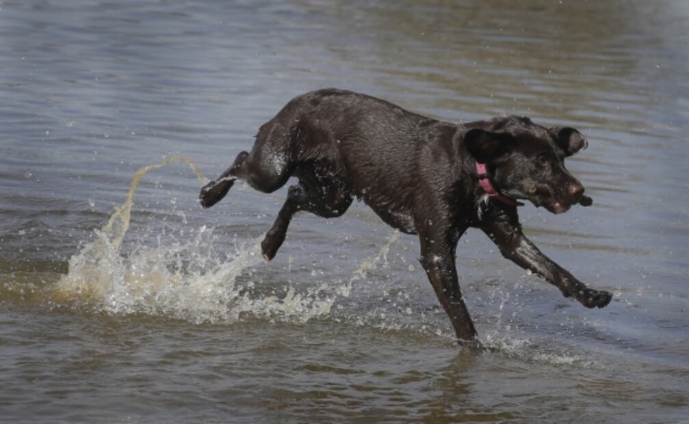 Golpes de calor en primavera también afectan a tus mascotas