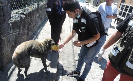 Asociación busca animales lesionados por incendio en predio de Edomex