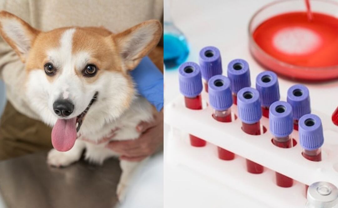 Guía para dueños preocupados. Fuente: Freepik.