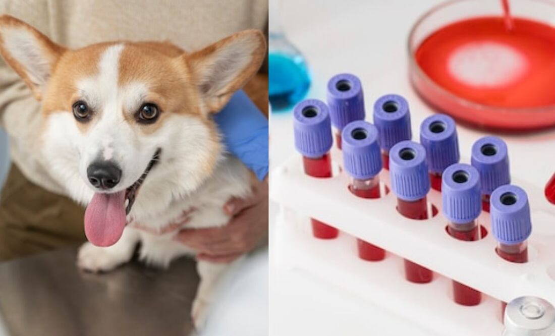 Guía para dueños preocupados. Fuente: Freepik.