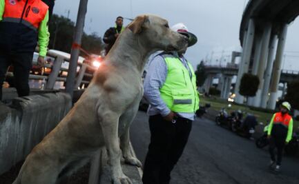 Diputados del PVEM proponen protocolo para salvaguardar a animales de compañia en caso de emergencia o accidentes