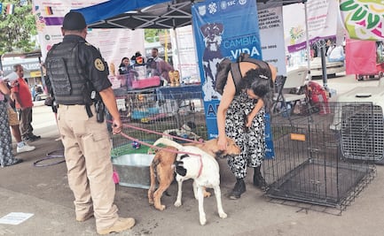 Adoptan a 9 gatos y 4 perros rescatados por autoridades de SSC y STC