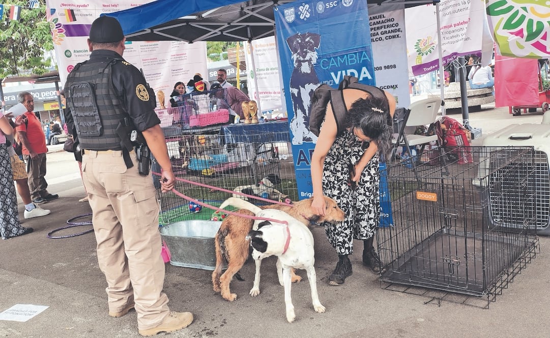 La Brigada de Vigilancia Animal de la SSC indica que los animales son entregados vacunados. Foto: Arantxa Meave