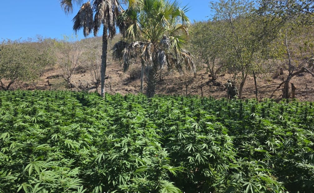 Marina localiza siete plantíos de marihuana y una bodega. Foto: especial