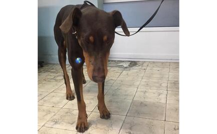 Buscan que se dicten cargos contra violador de perrita en la GAM