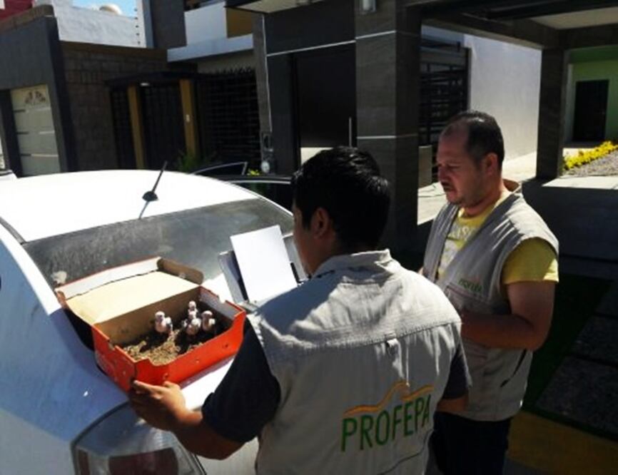Foto @PROFEPA_Mx