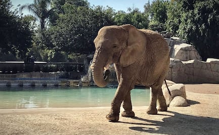 Corte niega amparo para trasladar a elefanta Ely a un santuario; permanecerá en el Zoológico de San Juan de Aragón