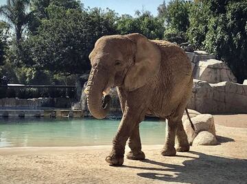 Corte ratifica amparo a elefanta “Ely”; autoridades deben garantizar su bienestar y protección