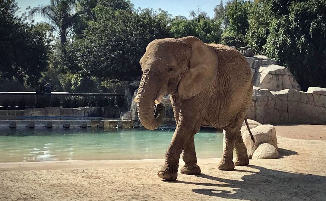 Elefanta Ely en el Zoológico de San Juan de Aragón. Foto: Sedema