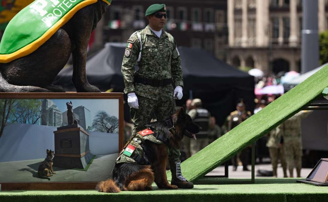 Arkadas, el perro rescatista obsequiado por Turquía a México, estuvo presente en el Desfile Cívico Militar 2025. Foto: Hugo Salvador/ EL UNIVERSAL