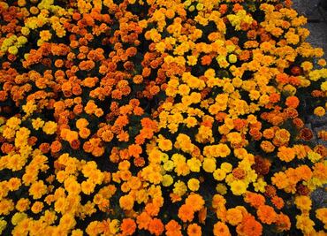 Clara Brugada encabeza venta de flor de cempasúchil; para 2025 productores podrán ofrecerla en Centro Histórico