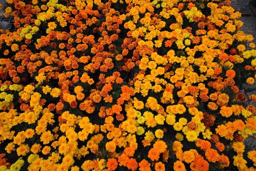 La jefa de gobierno, Clara Brugada, encabezó el inicio de la venta de la tradicional flor de cempasúchil. Foto: Sectur CDMX