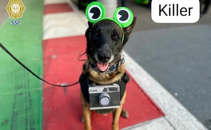 Ellos son "Killer" y "Zory", dos de los perritos policías que cuidan los conciertos de Bad Bunny en CDMX