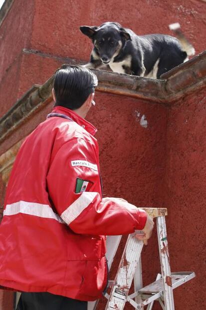 Perro rescatado en sismo es entrenado para ayudar a los bomberos
