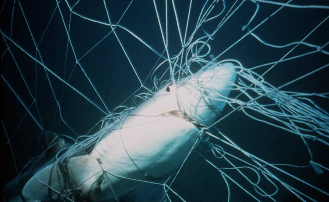 (Foto: AP / Archivo)