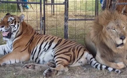Profepa asegura 7 animales a circo en Yucatán