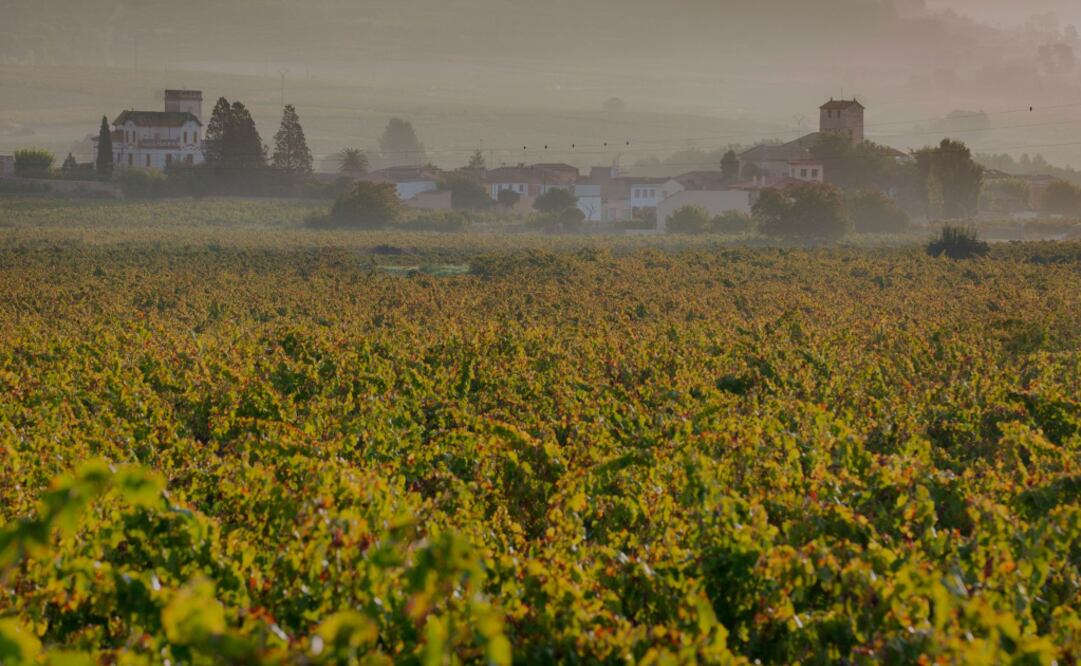 Foto: Cortesía/ Producción de vino