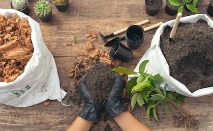 Conoce qué hierbas y hortalizas puedes cultivar en casa 