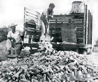 Los herederos del maíz y el campo