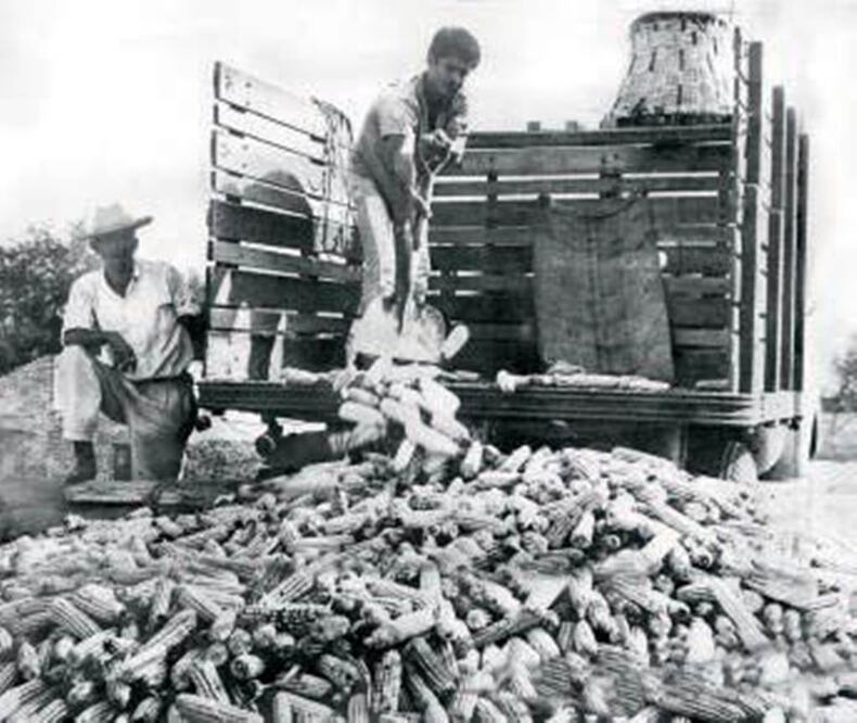 La producción de maíz fue la más golpeada tras la firma del Tratado de Libre Comercio