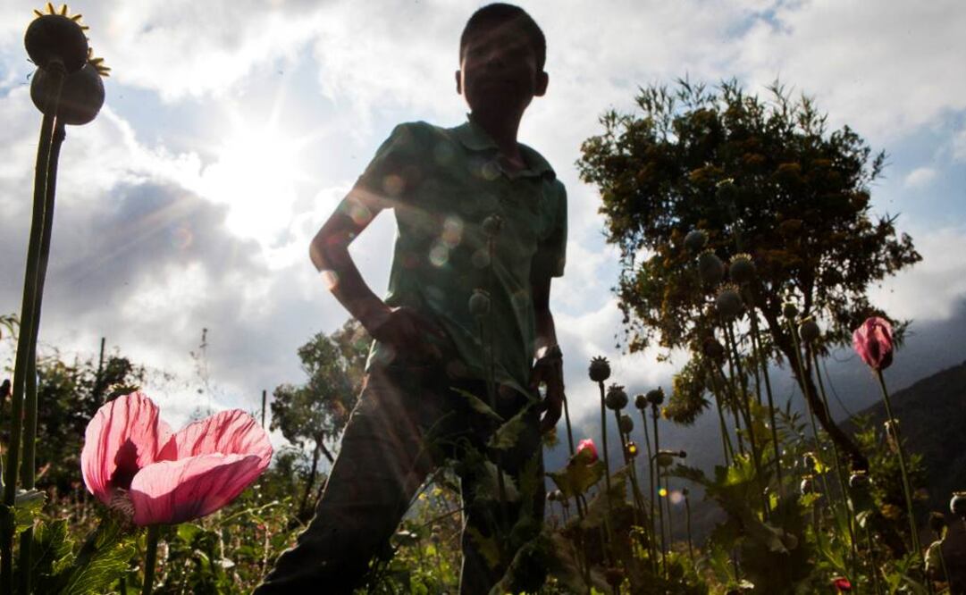 Para entrar a las parcelas debes ser ligero, porque las matas de la flor crecen juntas y se corre el riesgo de pisarlas y matarlas. Por eso la extracción de goma es tarea de niños