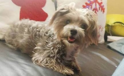 Ofrecen 50 mil pesos de recompensa por “Blacky”, perrito desaparecido en Sinaloa