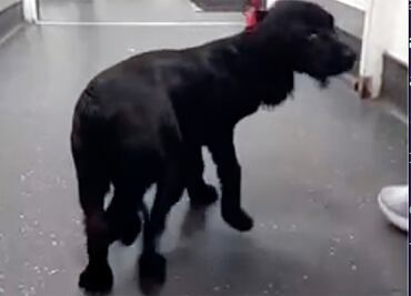 Ariel nació con 6 patas y la abandonaron; hoy recibe nueva oportunidad