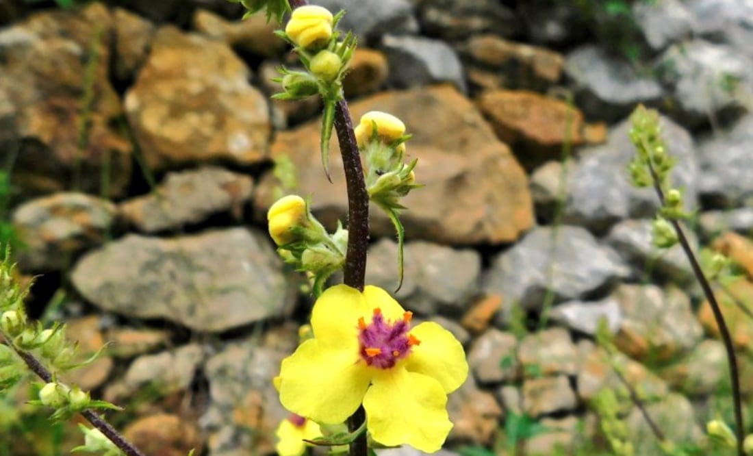El gordolobo tiene múltiples usos y beneficios para la salud. Fuente: Twitter @AMGVA