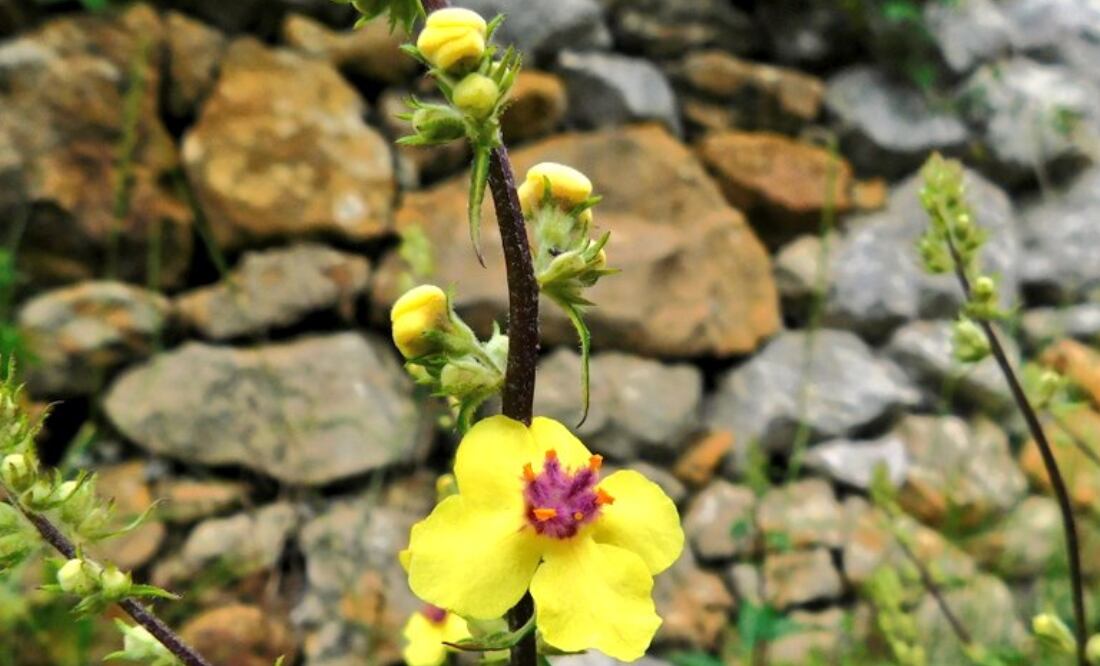 Planta de gordolobo. Fuente: Twitter @AMGVA