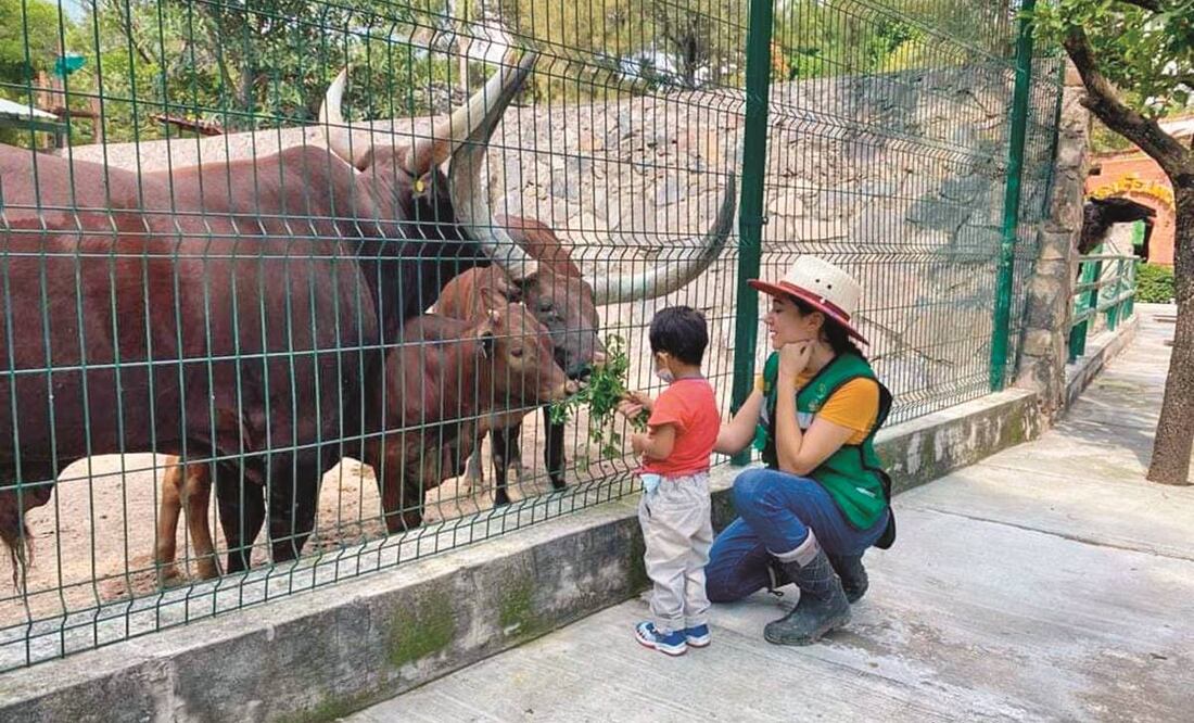 La Dirección General de Vida Silvestre de la Secretaría de Medio Ambiente y Recursos Naturales comenzó un procedimiento tras la difusión de la desaparición de los animales.