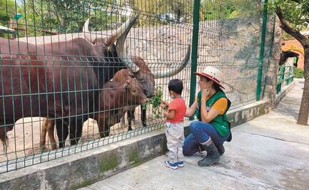 El zoológico donde peligran los animales
