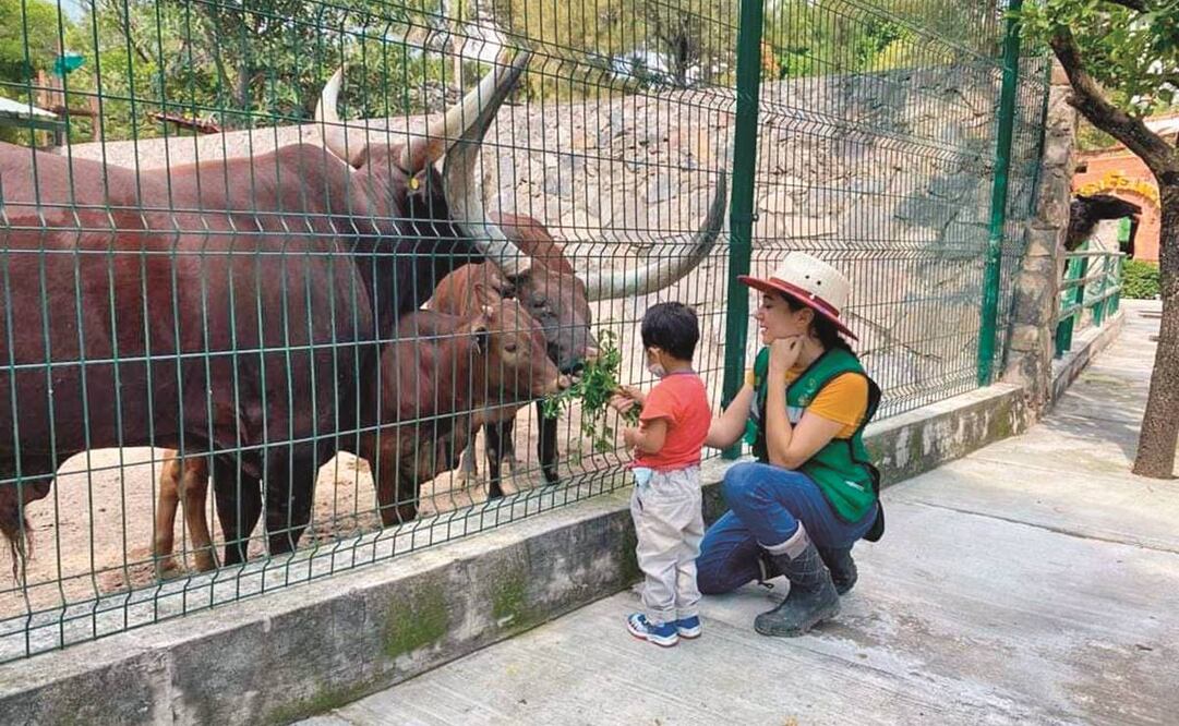 La Dirección General de Vida Silvestre de la Secretaría de Medio Ambiente y Recursos Naturales comenzó un procedimiento tras la difusión de la desaparición de los animales.