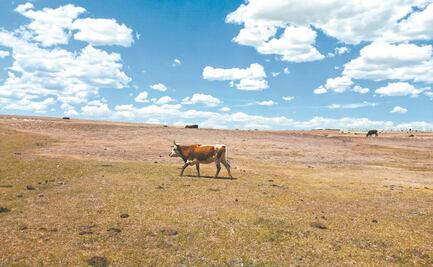 Falta de lluvia pega al campo en 52 localidades de Chihuahua