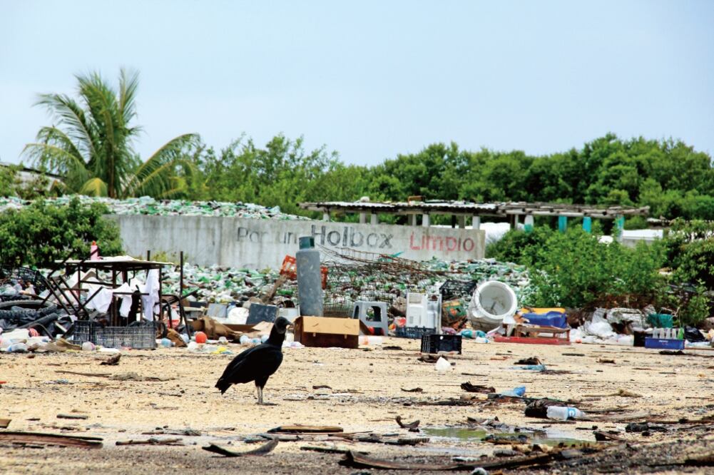 En Holbox se pueden observar aves de distinto tipo, entre ellas 30 especies que pueden estar en peligro de extinción ya que su entorno se ha ido modificando con la llegada del turismo (ALBA CALDERÓN)