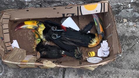 Abandonan restos de tucanes en calles de Puebla