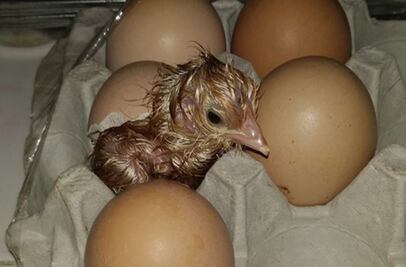 Compra docena de huevos y afirma que ¡le nació un pollito!
