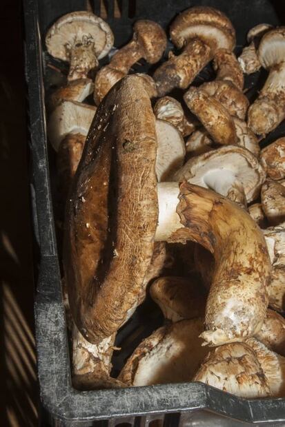 Monstruo de agua, la única cerveza hecha con hongos oaxaqueños