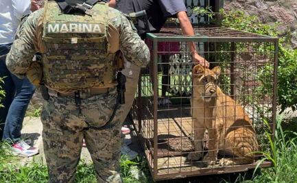 Semar rescata cachorro de león africano en Puerto Vallarta, Jalisco; cría tiene 10 meses