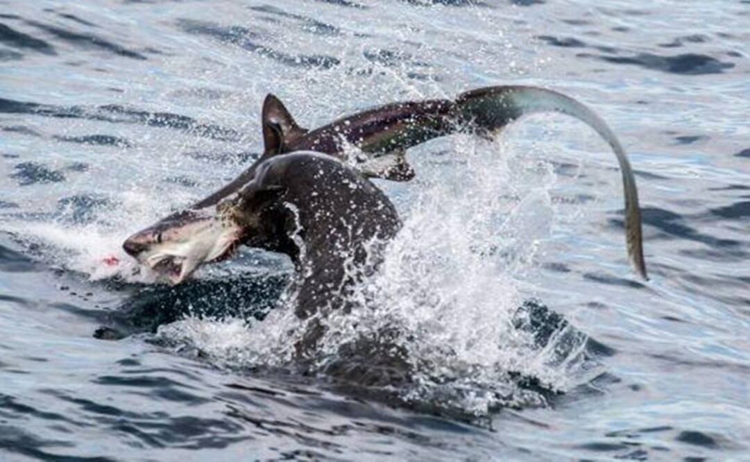 Especialistas indicaron que es común que los lobos marinos ataquen a tiburones jóvenes. Foto: Slater Moore/Facebook