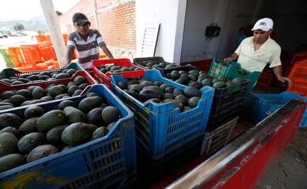 FGR investiga robo de 40 toneladas de aguacate en Michoacán
