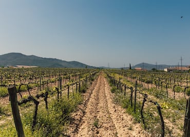 Vendimias 2022: Coahuila, un gigante vinícola