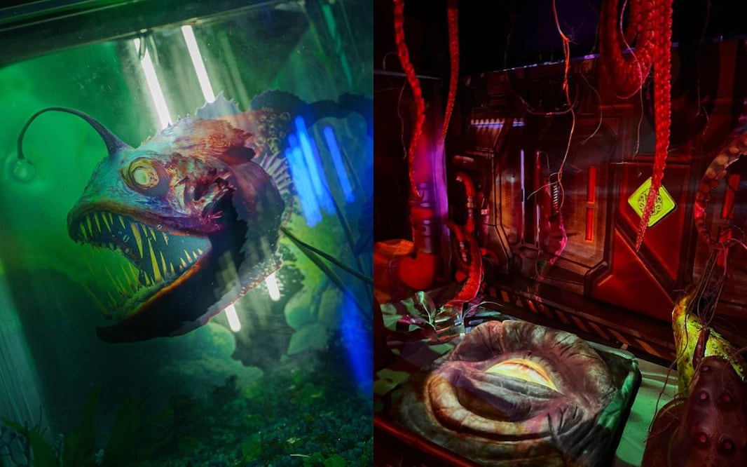 Fotos: Acuario Inbursa