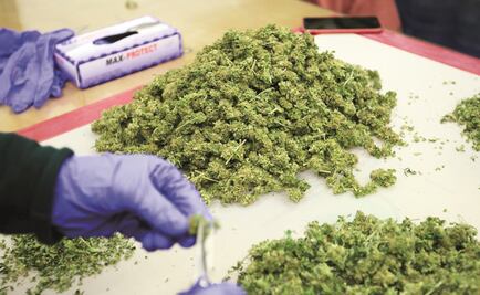 Los primeros productos con cannabis se comercializarán en marzo: Cofepris