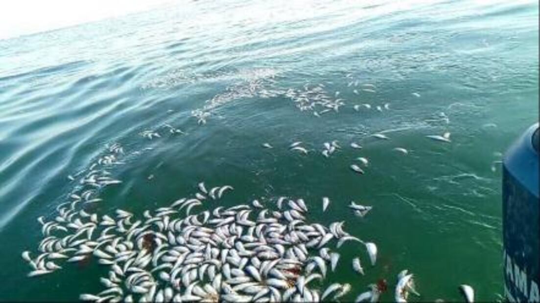 Profepa asegura embarcación por pesca de sardina dentro de área protegida en BCS