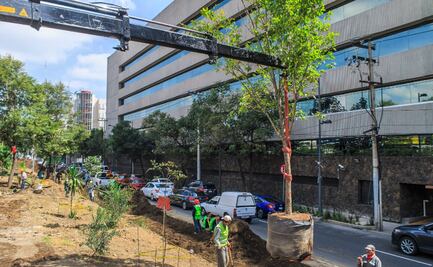 Pese a Covid-19, CDMX planta 9.8 millones de árboles y plantas 
