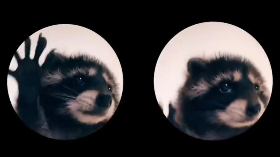 En las últimas semanas se ha viralizado un singular video de TikTok protagonizado por un mapache bailando la canción “Pedro” de Raffaella Carrá. Foto: TikTok @fleksa30