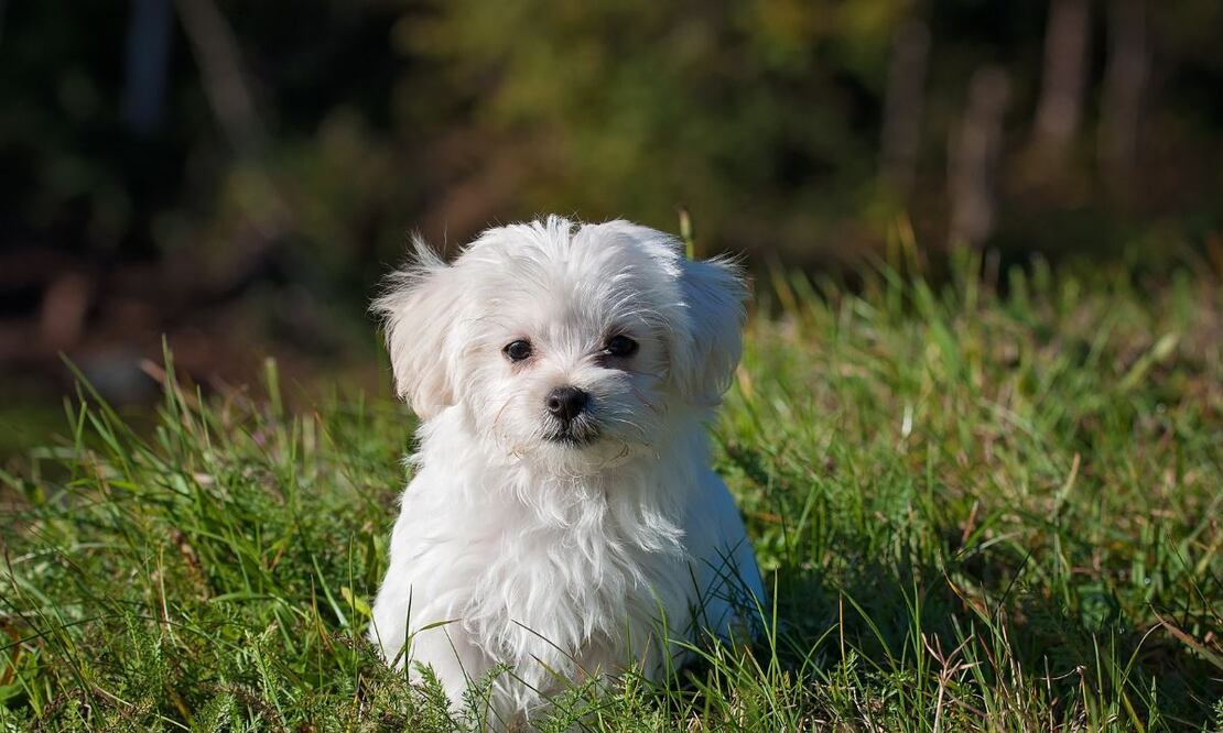 Perro. Fuente: Pexels